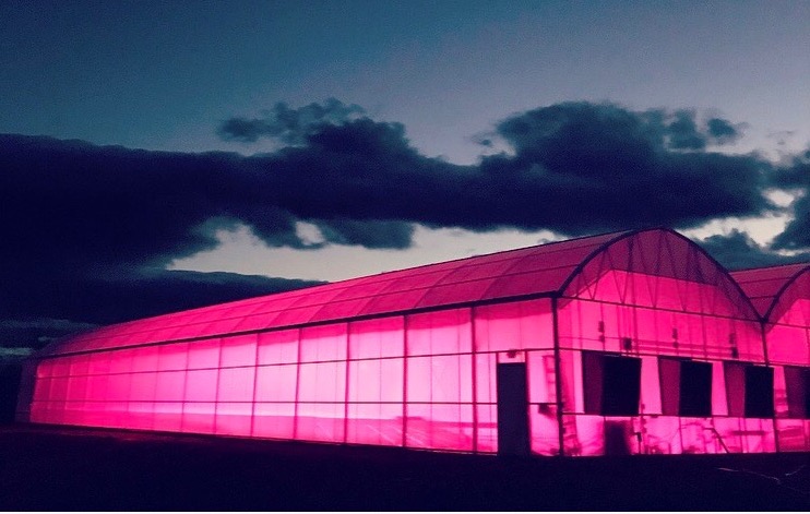 Technology and Automation Help Grow Produce and Profits