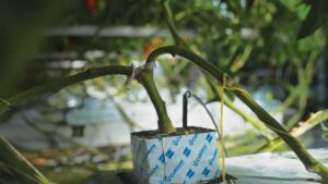 base of a greenhouse plant with irrigation line running into soil block