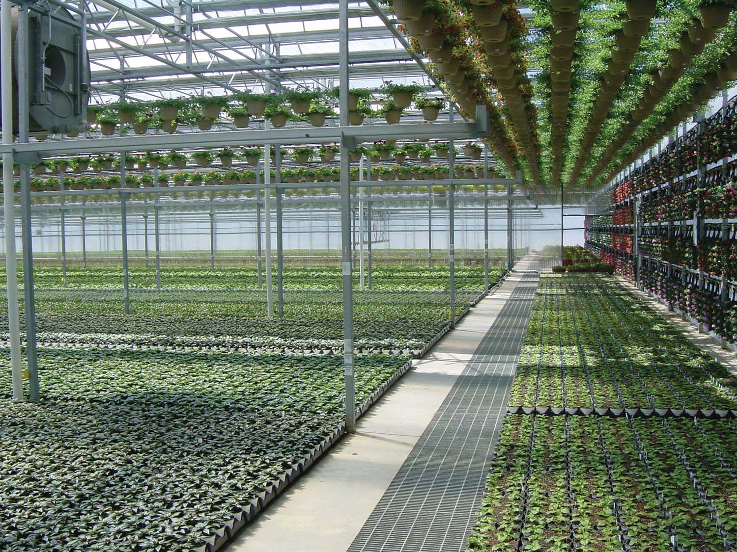 Some growers take advantage of all the greenhouse space available, including overhead and aisles