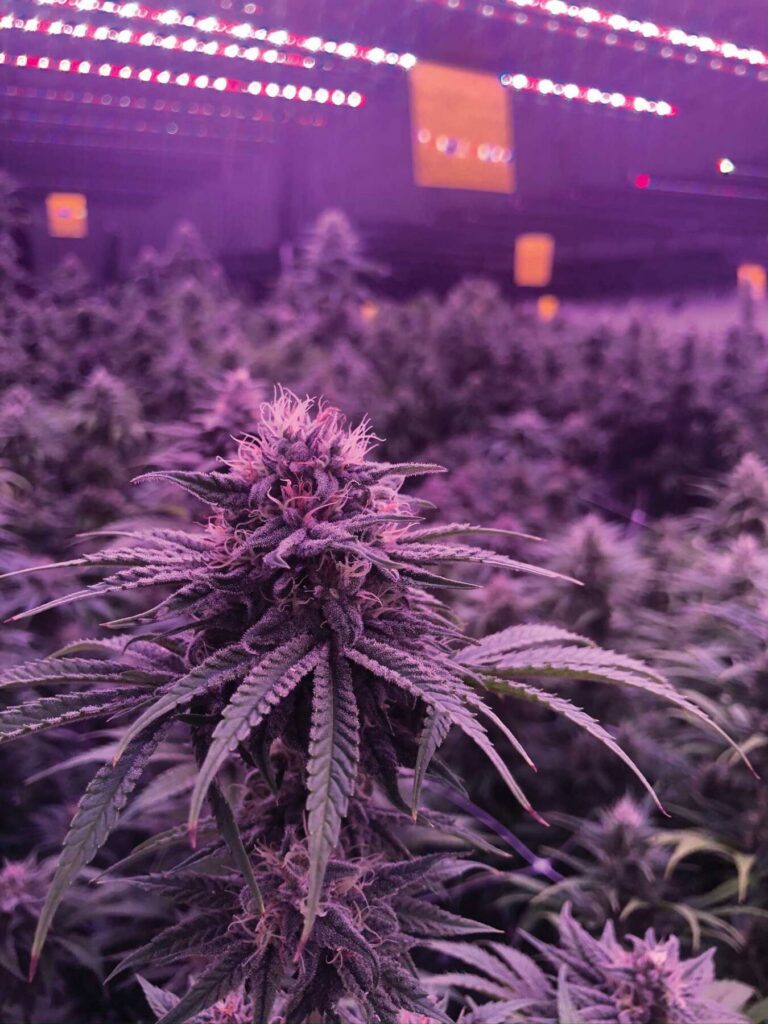 Increased light intensity for cannabis