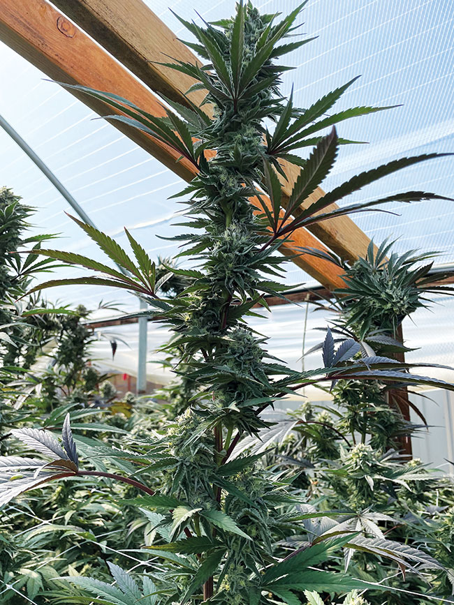 Cannabis does require phosphorus and potassium for flower development but extra phosphorus and potassium don’t boost flowers anymore. Photos courtesy of Dr. Shiv Reddy.