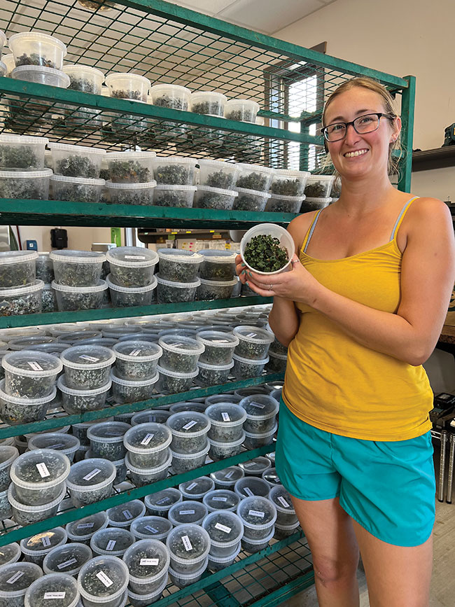 ‘Silver Gem’ plants propagated by tissue culture are ready to be planted in plug trays