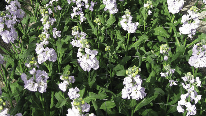 Photoperiod management