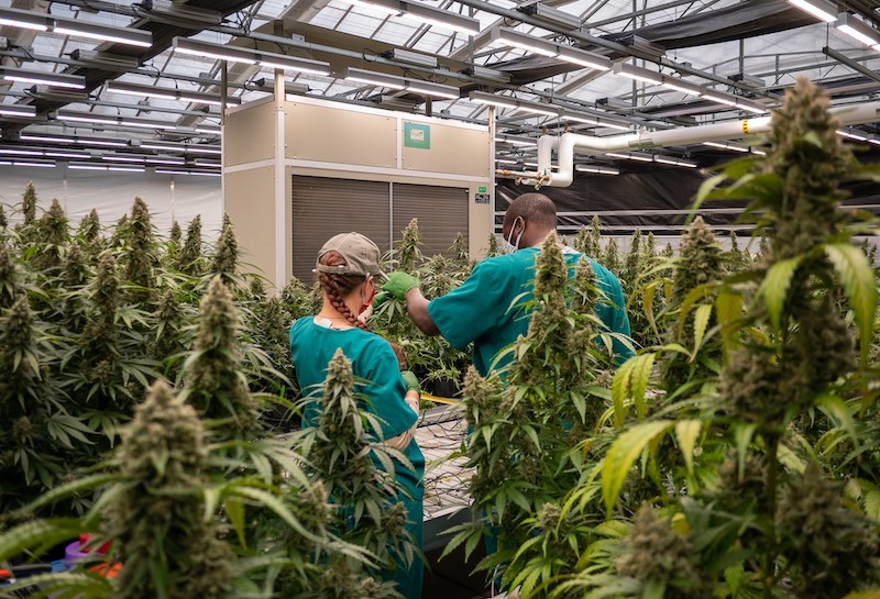 Phylos Releases Results of Day-Neutral Cannabis Density Trial