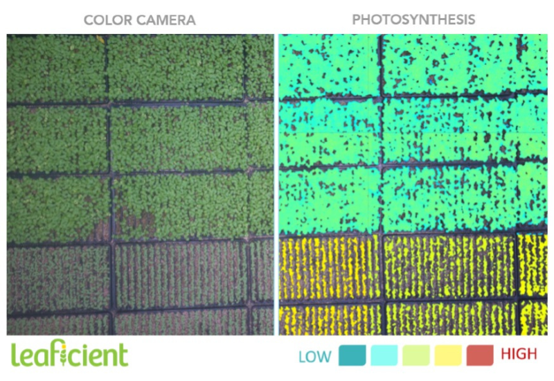 New lighting system optimizes greenhouse energy use
