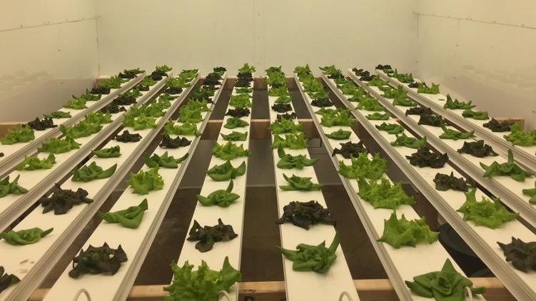 Consider the Photosynthetic Benefits of Far-Red Radiation