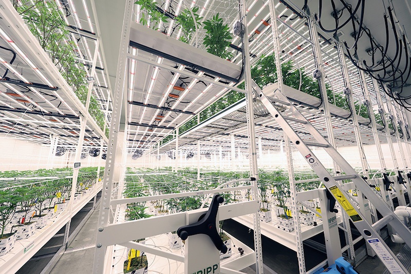 Pipp Horticulture Introduces New ELEVATE Platform System