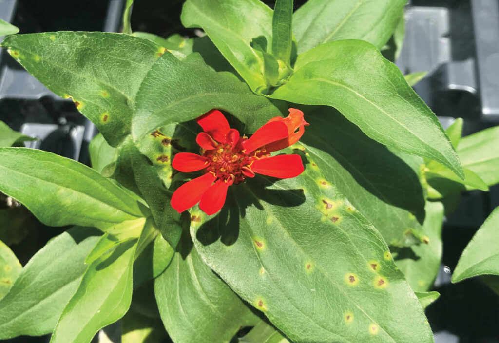 Spring forward, pest-free