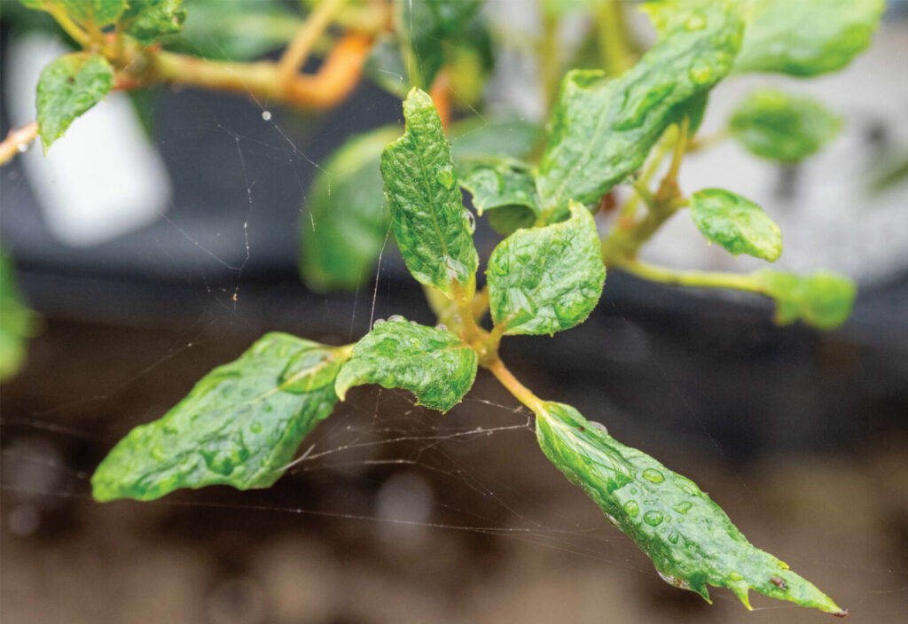 Microscopic menaces: Managing mite misadventures in the greenhouse