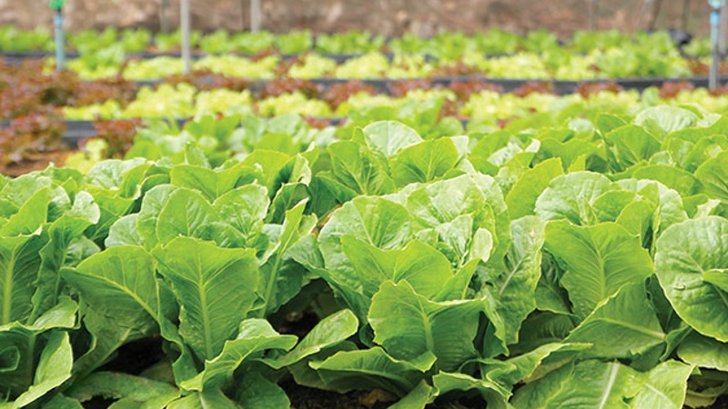 Hydroponic Systems & Principles of Plant Nutrition