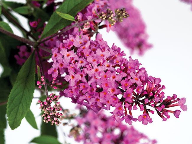 BUDDLEJA ‘BABY BUZZ BASKET PINK’