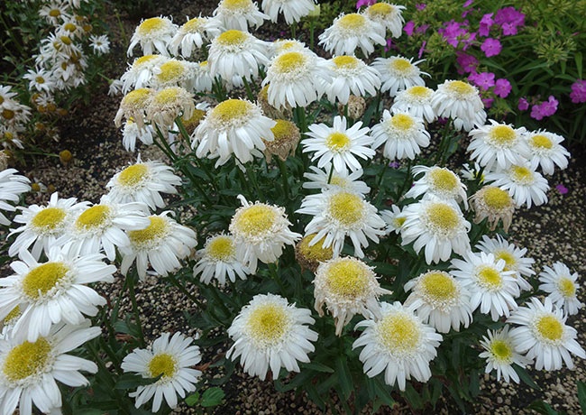 Leucanthemum 'RealFlor Real Comet'