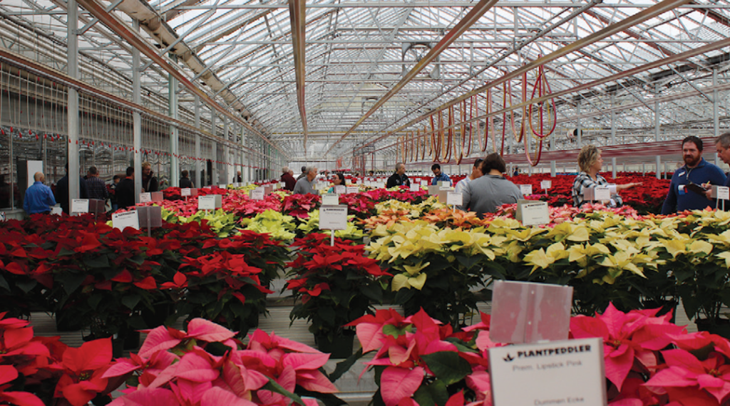 Plantpeddler Poinsettia Variety Day to Take Place Dec. 3