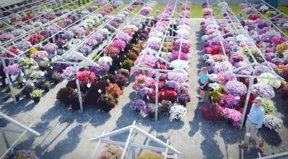 Plantpeddler: Variety day 2023 re-cap