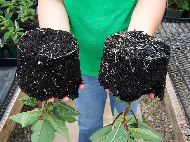 Improve Rooting of Cuttings