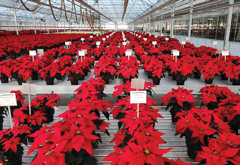 Poinsettia Variety Day 2024