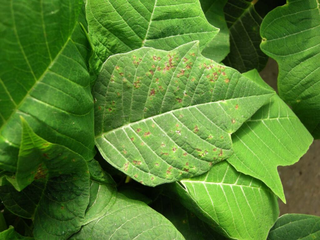 Disease Discussions: Pulling the Fungicide Rug Out From Under You