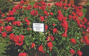 Portulaca 'ColorBlast Double Magenta'