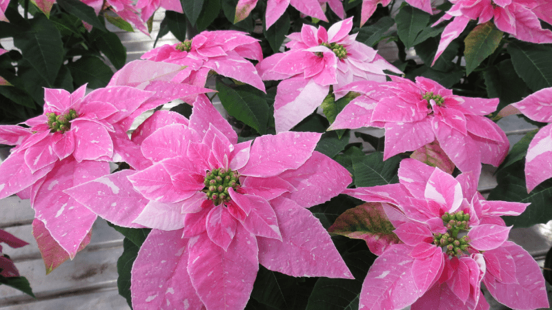 Culture Report: Sparkling new Princettia varieties