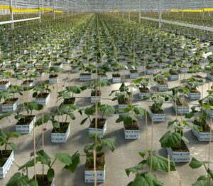 ProPlant