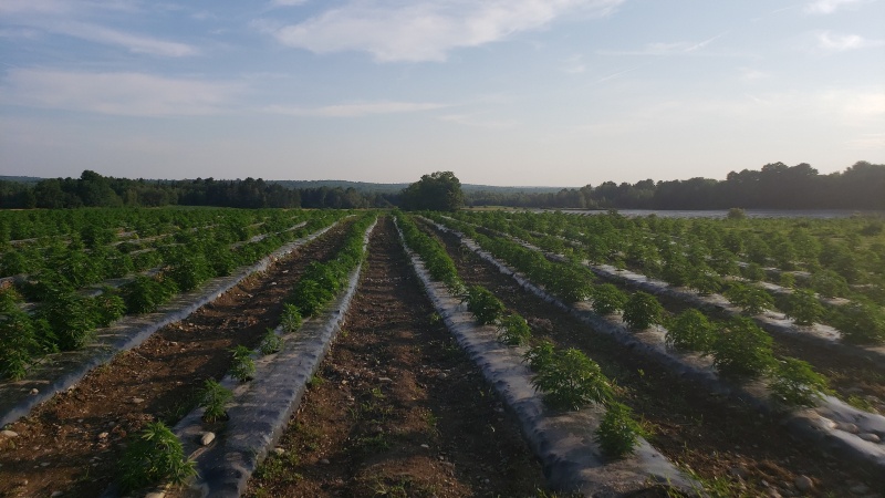 Prima Acquires 250 Acres of Organic Hemp Production