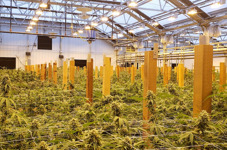 7 Considerations for Optimizing Cannabis Cultivation in a Greenhouse