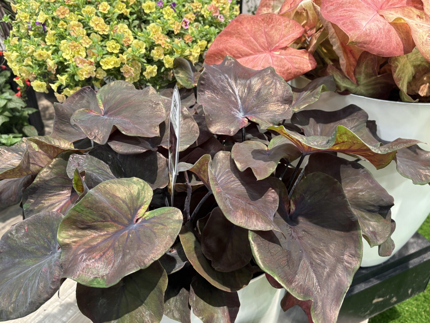 dark green, red, black leaves 