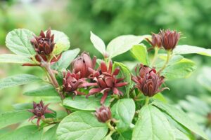 Proven Winners Calycanthus Wins Green Thumb Award