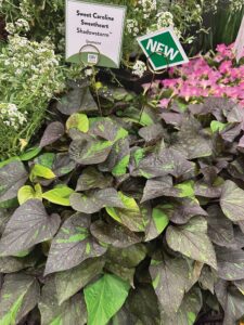 IPOMOEA ‘SWEET CAROLINA SHADOWSTORM’

Proven Winners