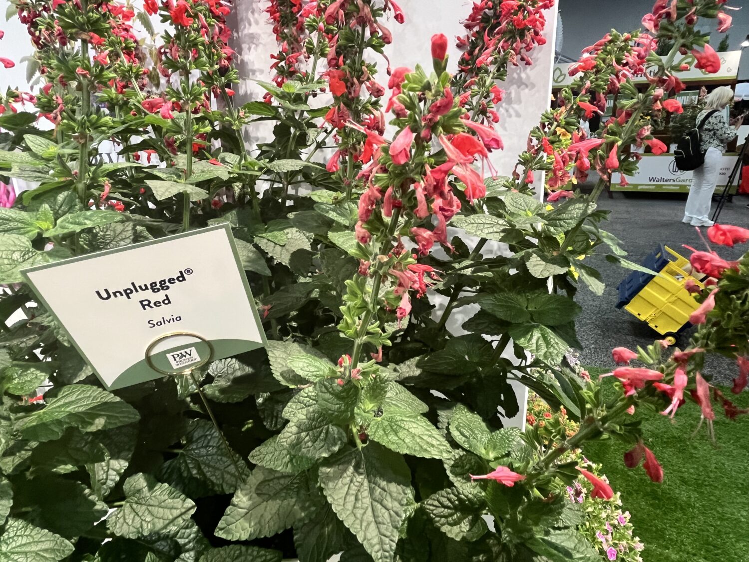 Proven-Winners-Salvia-Unplugged-Red