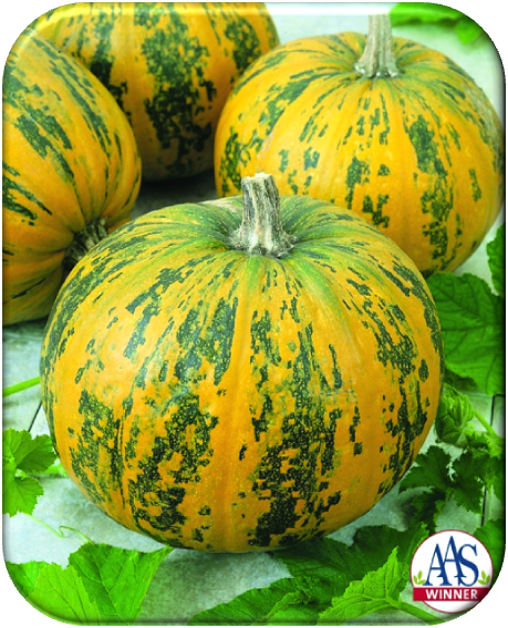 AAS Introduces 2016 Limited Release Winners