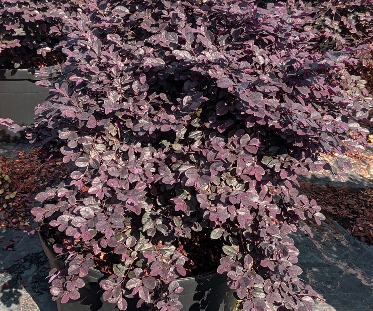 Loropetalum ‘Purple Charm’ plant with purple colored leaves