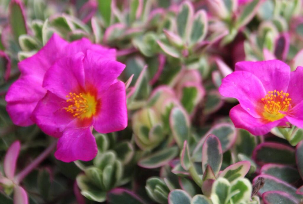 Roll Out the Red Carpet