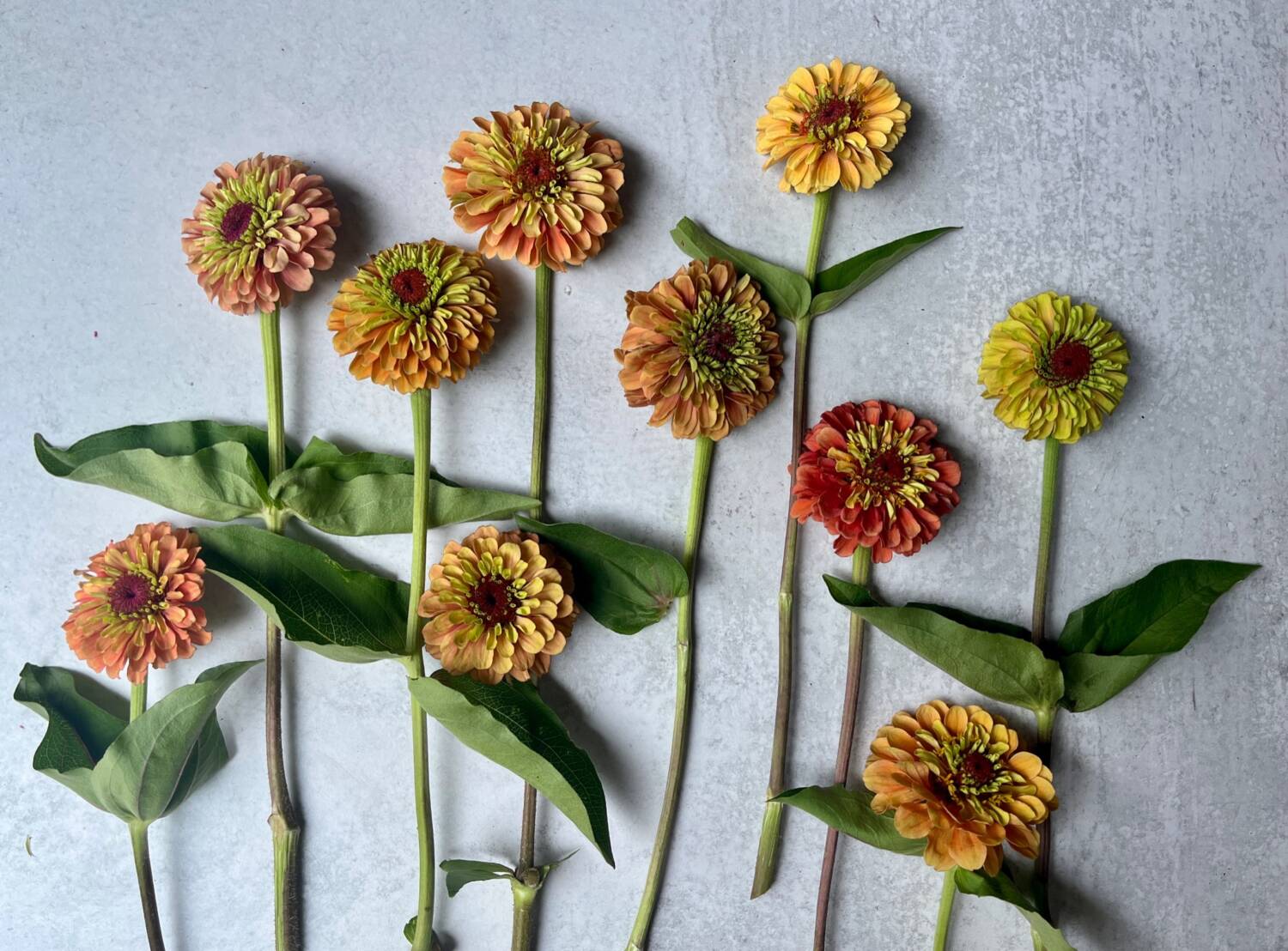 : ‘Queeny Lime Orange’ zinnia blooms withlime and rosy colors making it a popular cut flower choice. Photo courtesy of Sunny Meadows Flower Farm.