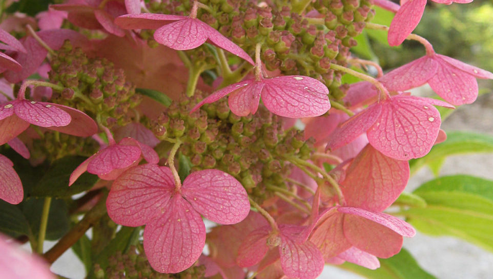 ASCFG Announces 2019 Cut Flowers of the Year