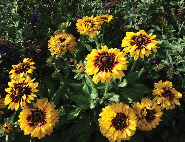 Vaughn’s View: Distinctive & Exceptional Perennial Introductions