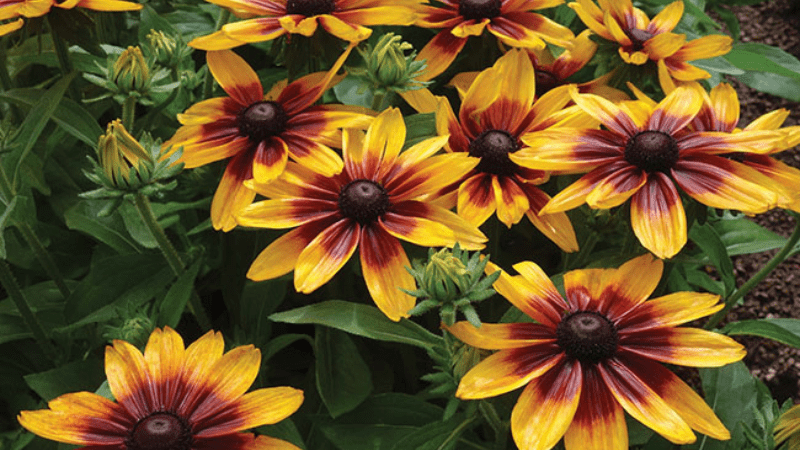 Vaughn's View: Resilient, floriferous and stunning summer performers -  Greenhouse Product News