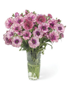 Ranunculus 'Butterfly Thiva'