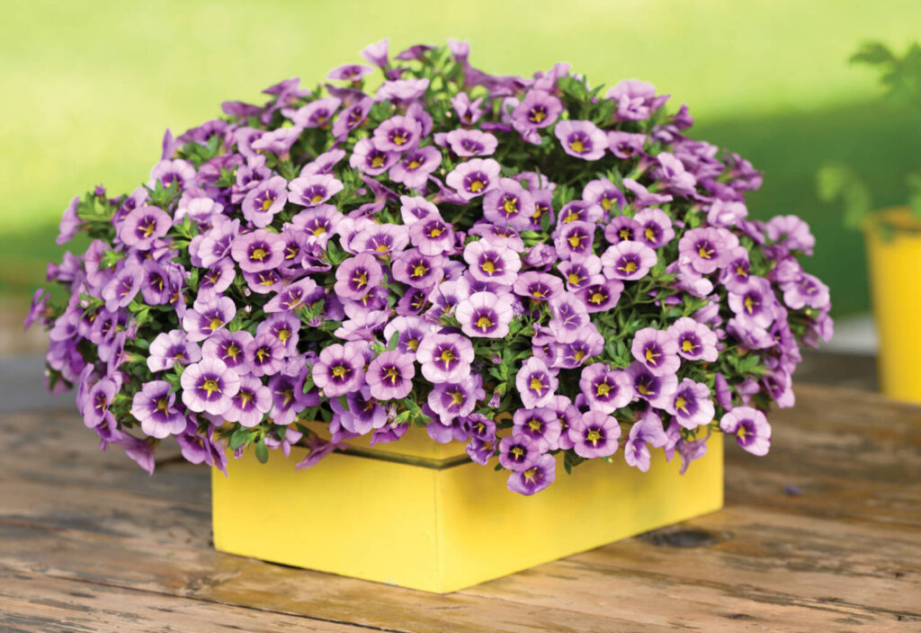 Danziger launches online hub to support growers