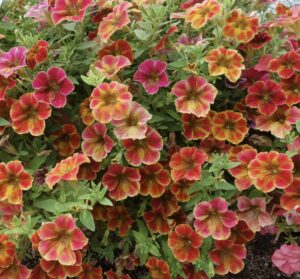 Petunia Retro Red