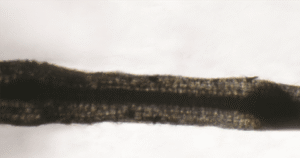 Figure 3. Plant root without mycorrhizae on left, plant root with mycorrhizae on right.