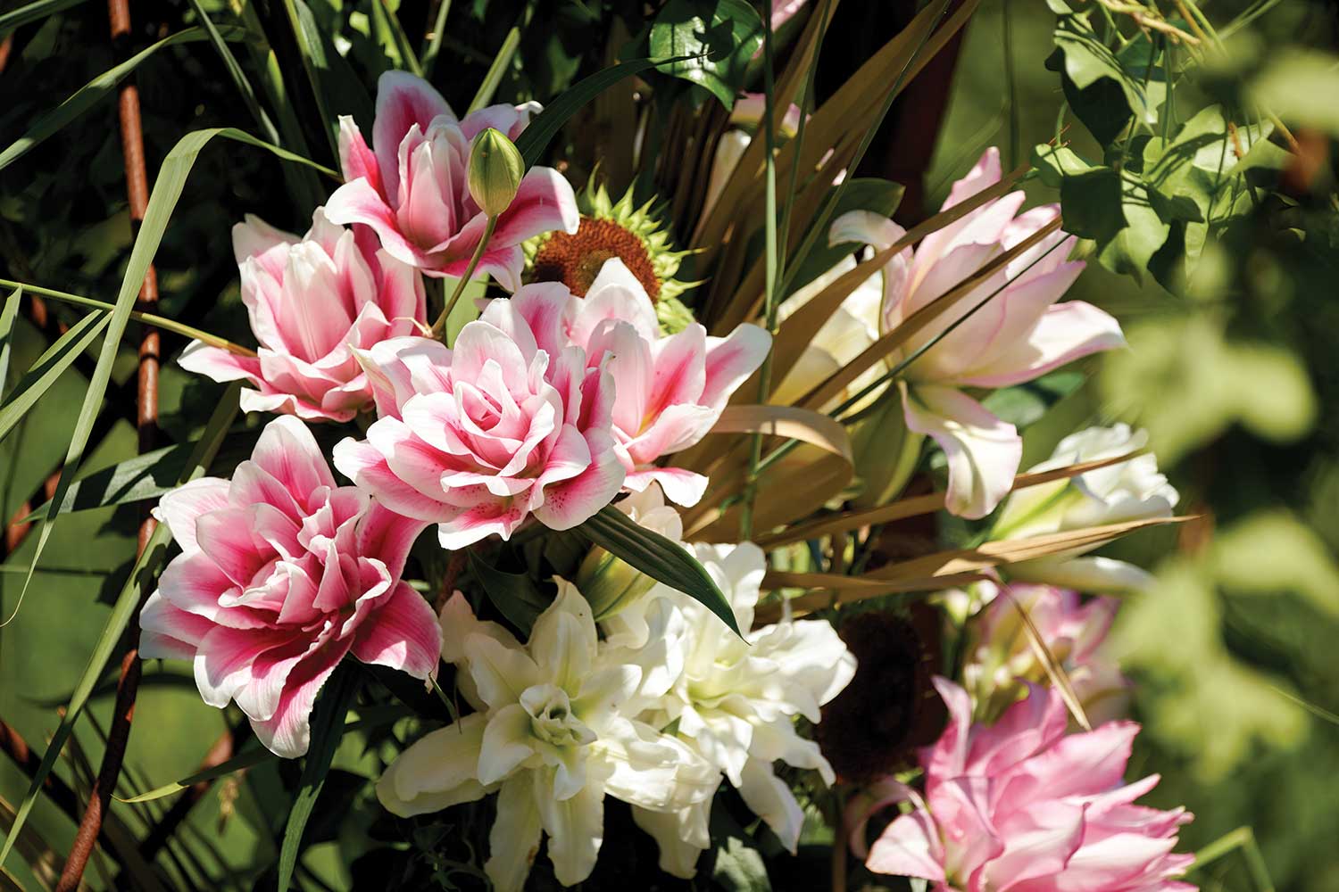 Roselily‘Ciara’. All photos courtesy of Flamingo Holland.