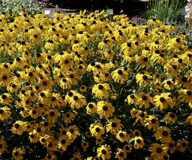 Rudbeckia American Gold Rush - Intrinsic Perennial Gardens