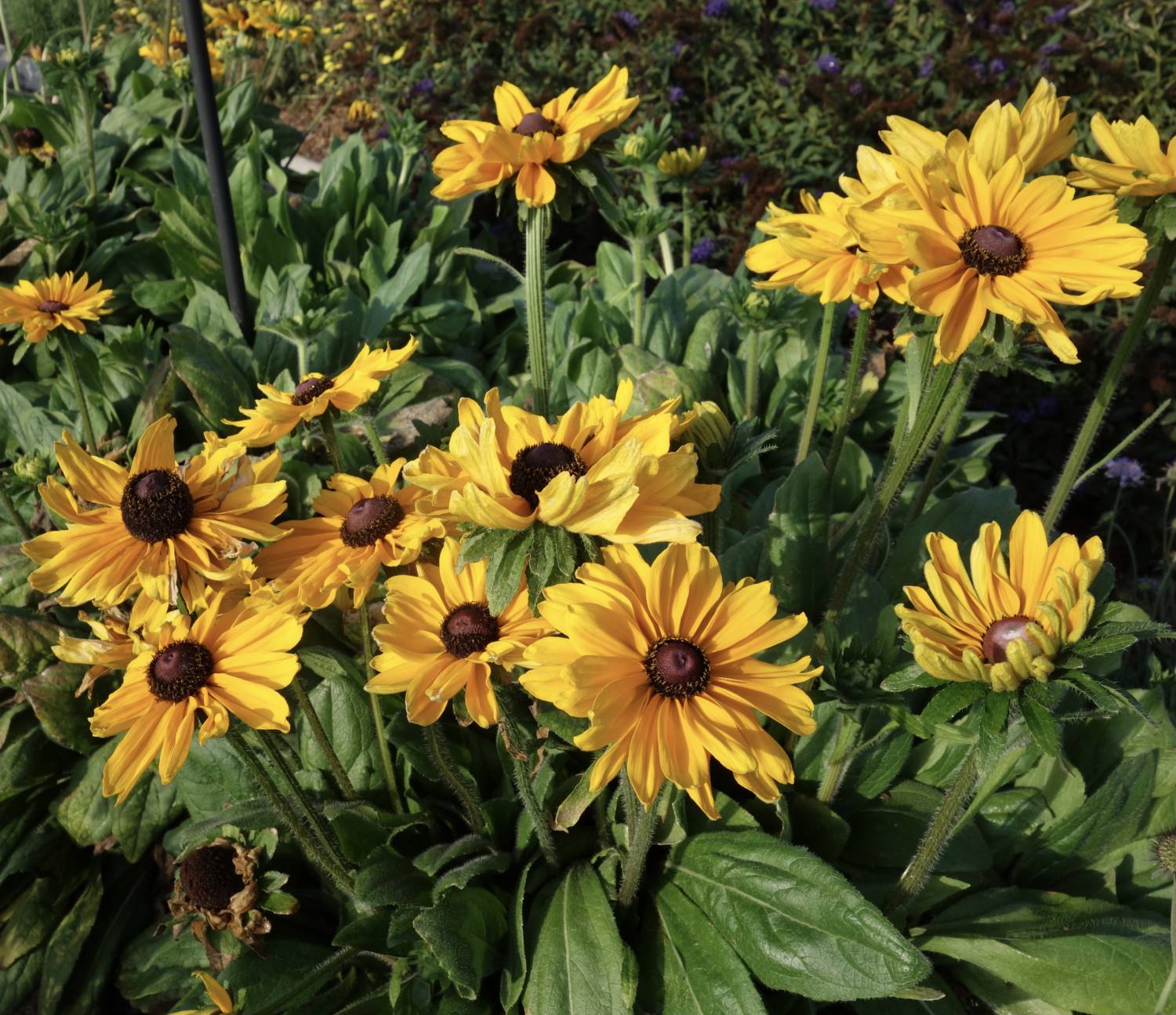 Rudbeckia Dakota Gold