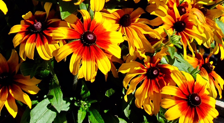 2017 Summer Trials All Stars — Part 2