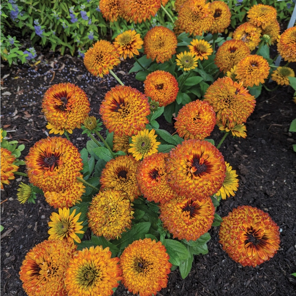 Rudbeckia 'Solar Sisters' Bloomin' Easy Plants
