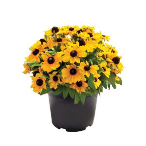 A pot of yellow flowers
