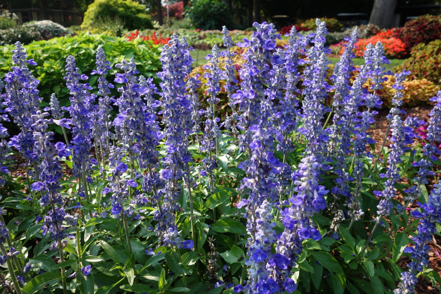 Unplugged salvia