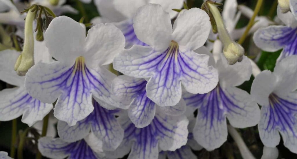 Tapping into the Interior Garden