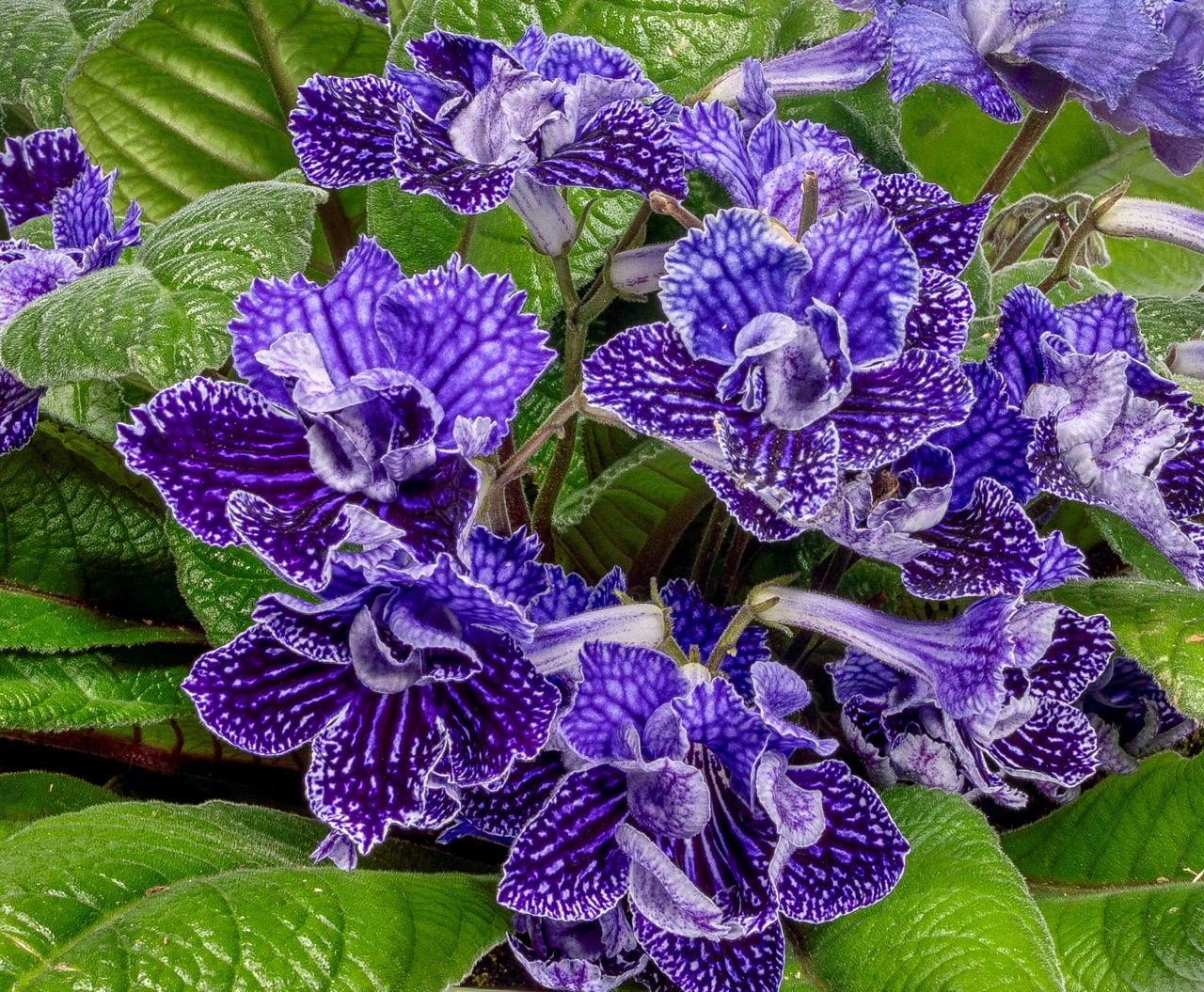 Streptocarpus Lady Slippers Blue Vein from GreenFuse Botanicals